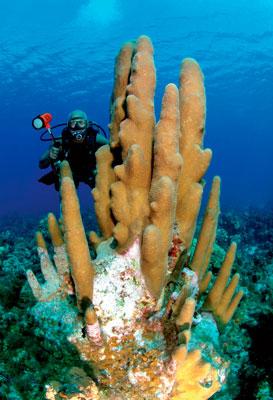 Cienfuegos, An Ideal Place for Diving in Cuba