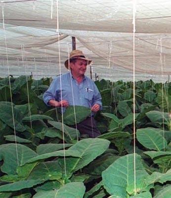 Pinar del Río: tobacco growing land