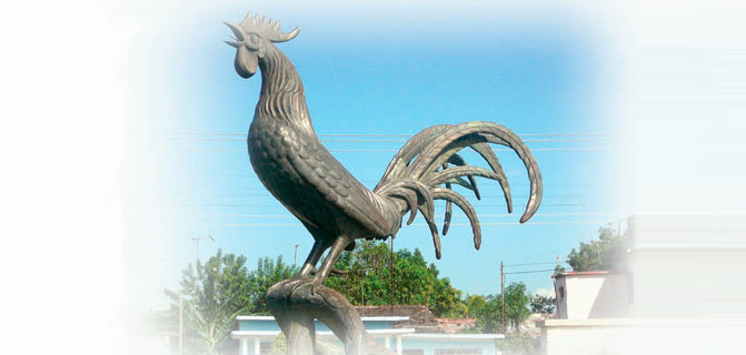 Rooster of Mor&oacute;n