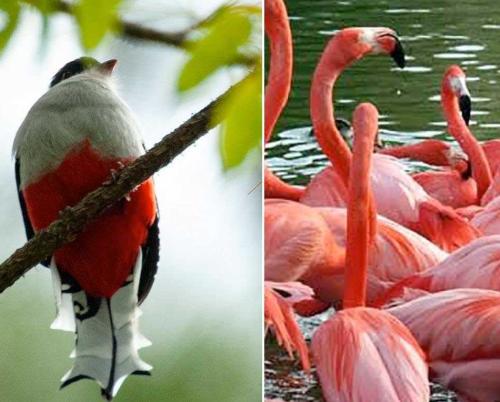 The most beautiful birds in paradise lands