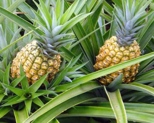 Cuban province introduces new pineapple varieties