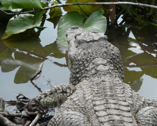 Lanier swamp for nature lovers