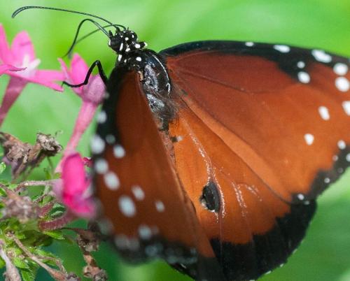 Butterflies: The fairies of the Cuban forest