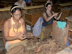Visita a las plantaciones de Vuelta Abajo en el XVI Festival del Habano