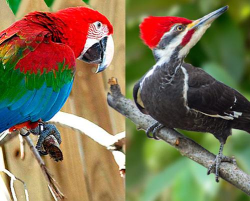 The Cuban Macaw and the Royal Woodpecker, two great absentees