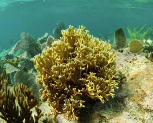 Cuban scientists find two new coral areas